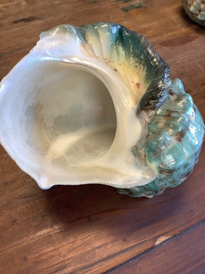 Giant Green Marmoratus Turban Shell