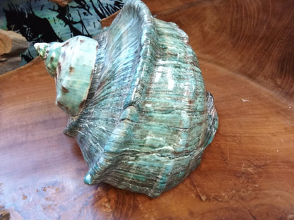 Giant Green Marmoratus Turban Shell