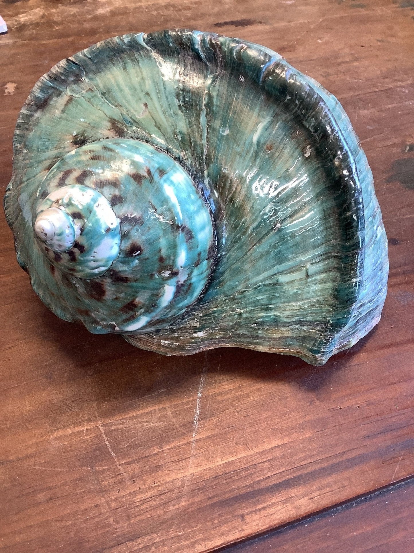Giant Green Marmoratus Turban Shell