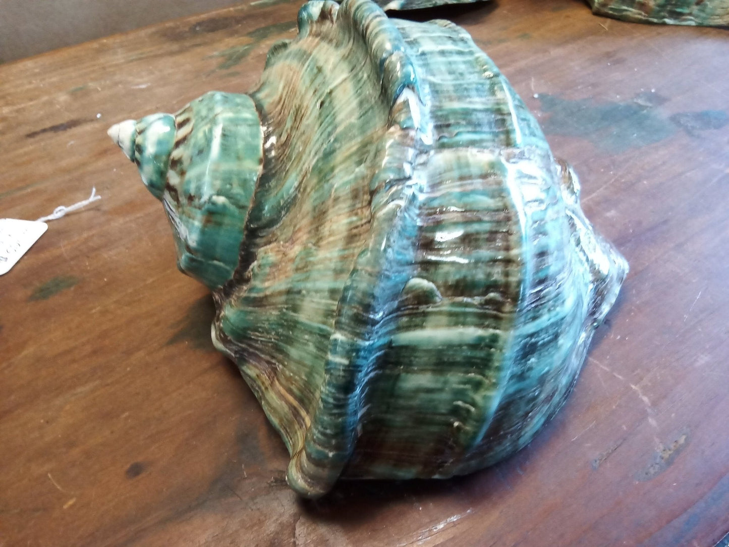 Giant Green Marmoratus Turban Shell