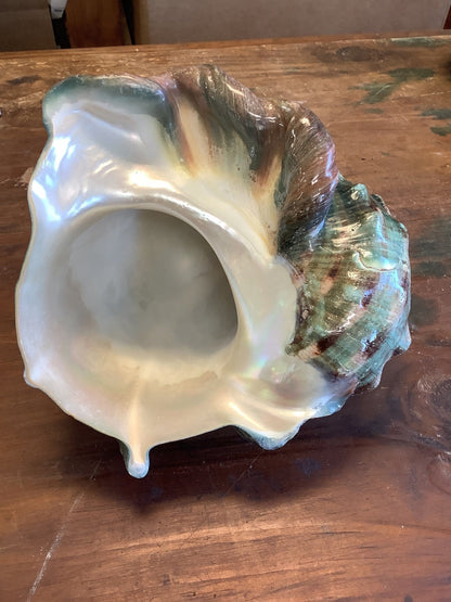 Giant Green Marmoratus Turban Shell