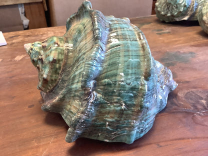 Giant Green Marmoratus Turban Shell
