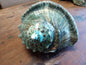 Giant Green Marmoratus Turban Shell