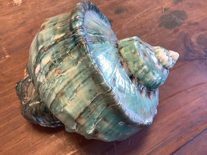 Giant Green Marmoratus Turban Shell