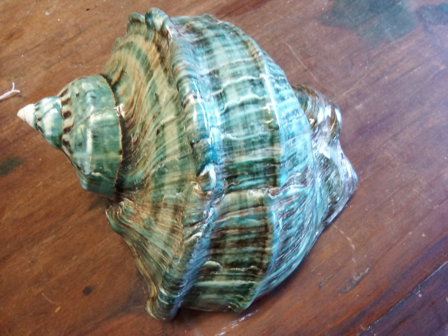 Giant Green Marmoratus Turban Shell