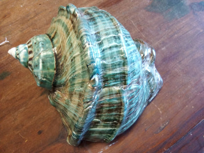 Giant Green Marmoratus Turban Shell