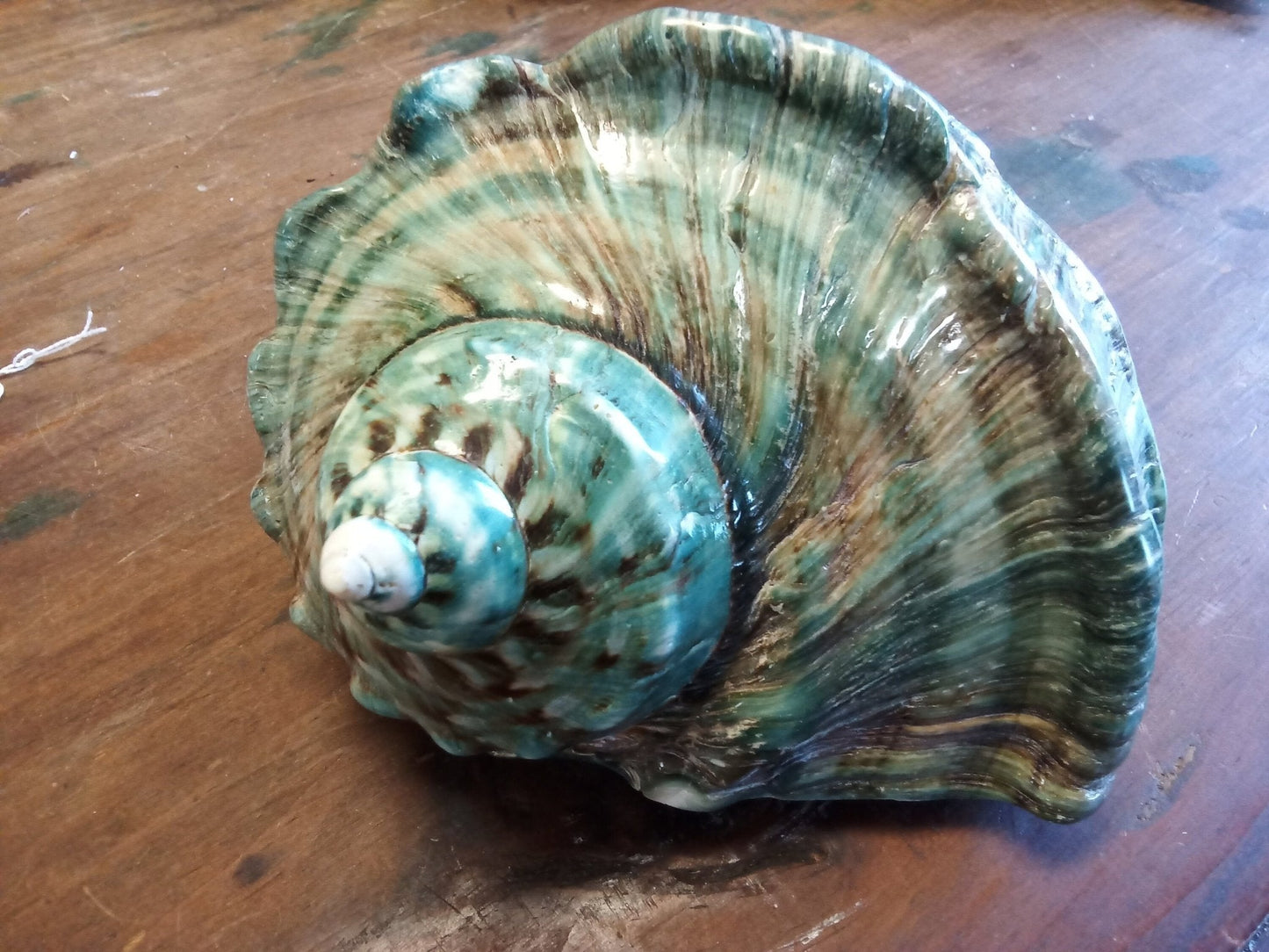 Giant Green Marmoratus Turban Shell