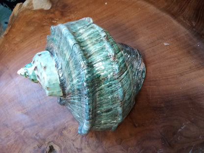 Giant Green Marmoratus Turban Shell