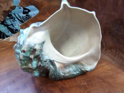 Giant Green Marmoratus Turban Shell