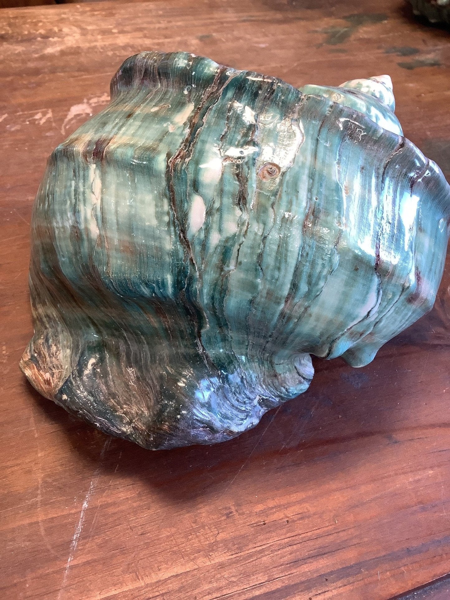 Giant Green Marmoratus Turban Shell
