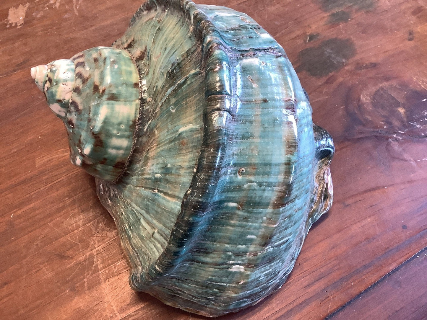 Giant Green Marmoratus Turban Shell