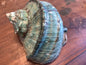 Giant Green Marmoratus Turban Shell