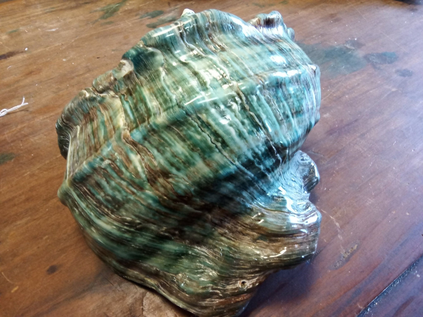 Giant Green Marmoratus Turban Shell