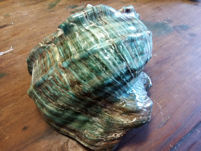 Giant Green Marmoratus Turban Shell