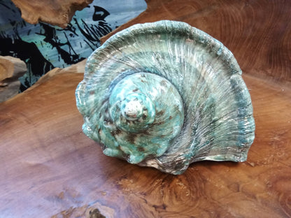 Giant Green Marmoratus Turban Shell
