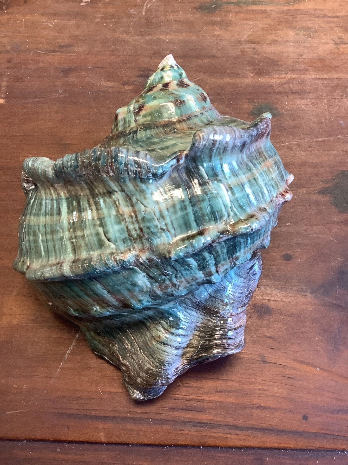 Giant Green Marmoratus Turban Shell