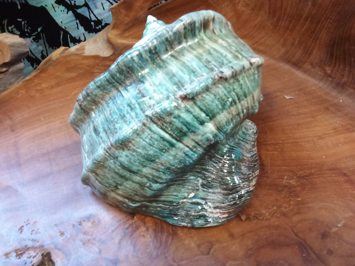 Giant Green Marmoratus Turban Shell