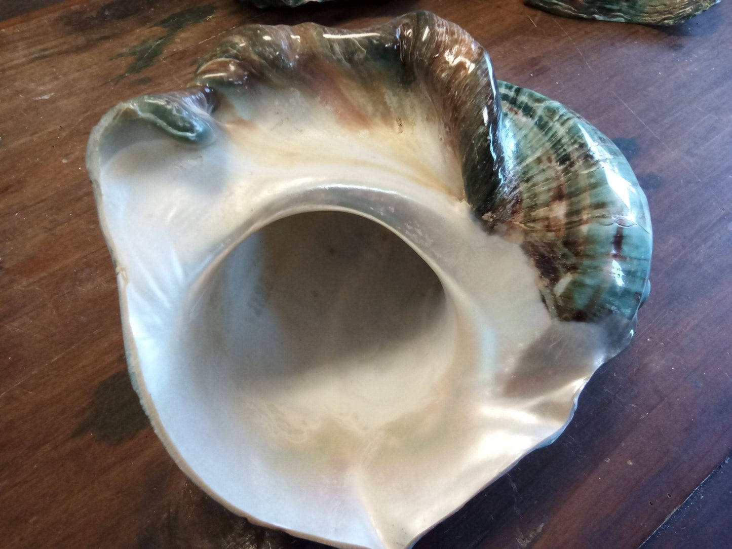 Giant Green Marmoratus Turban Shell