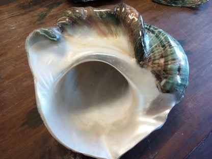 Giant Green Marmoratus Turban Shell