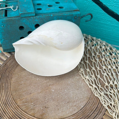 Giant Indian White Melon Volute Shell