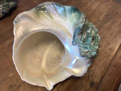 Giant Marmoratus Green Turban Shell