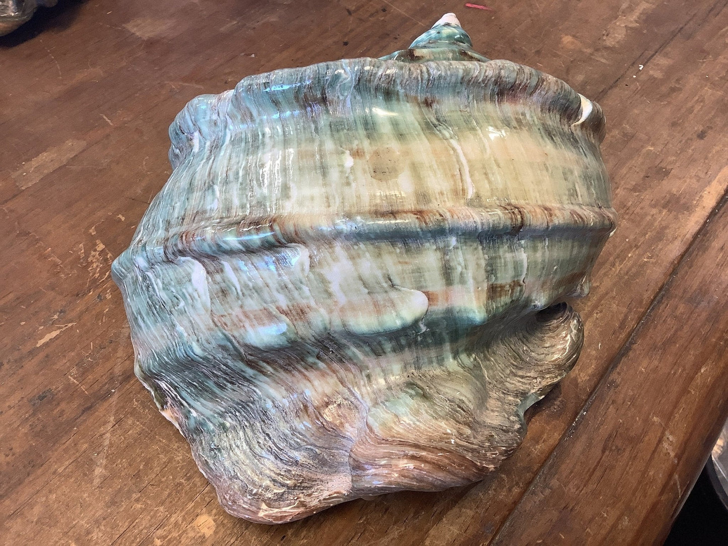 Giant Marmoratus Green Turban Shell