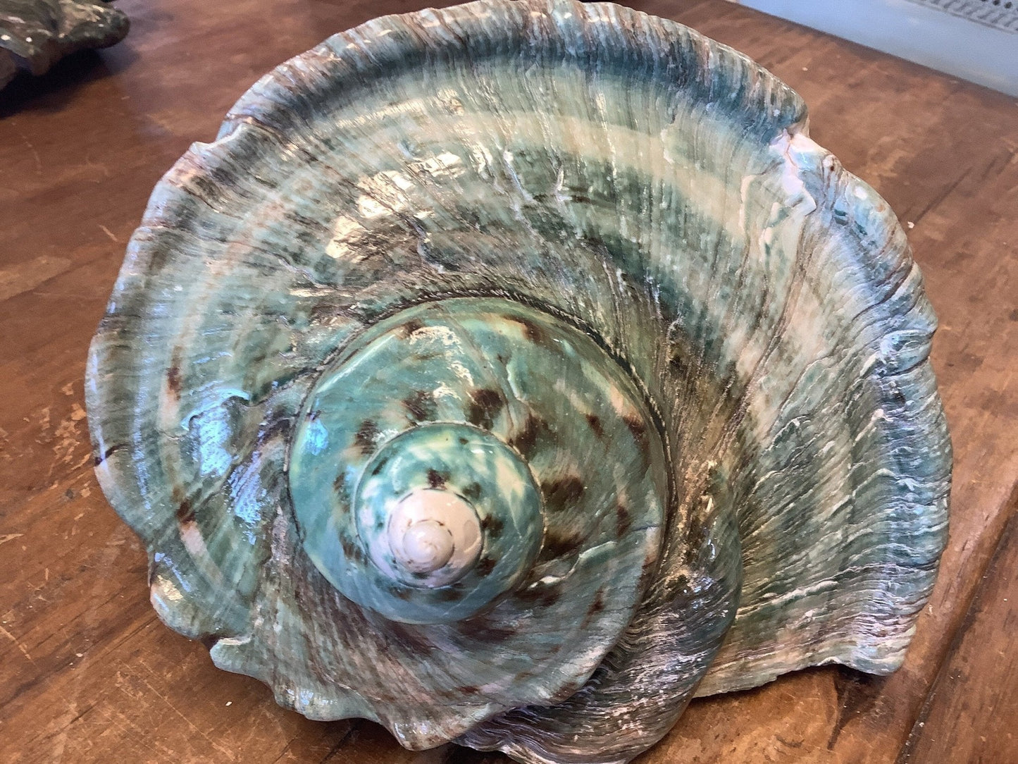 Giant Marmoratus Green Turban Shell
