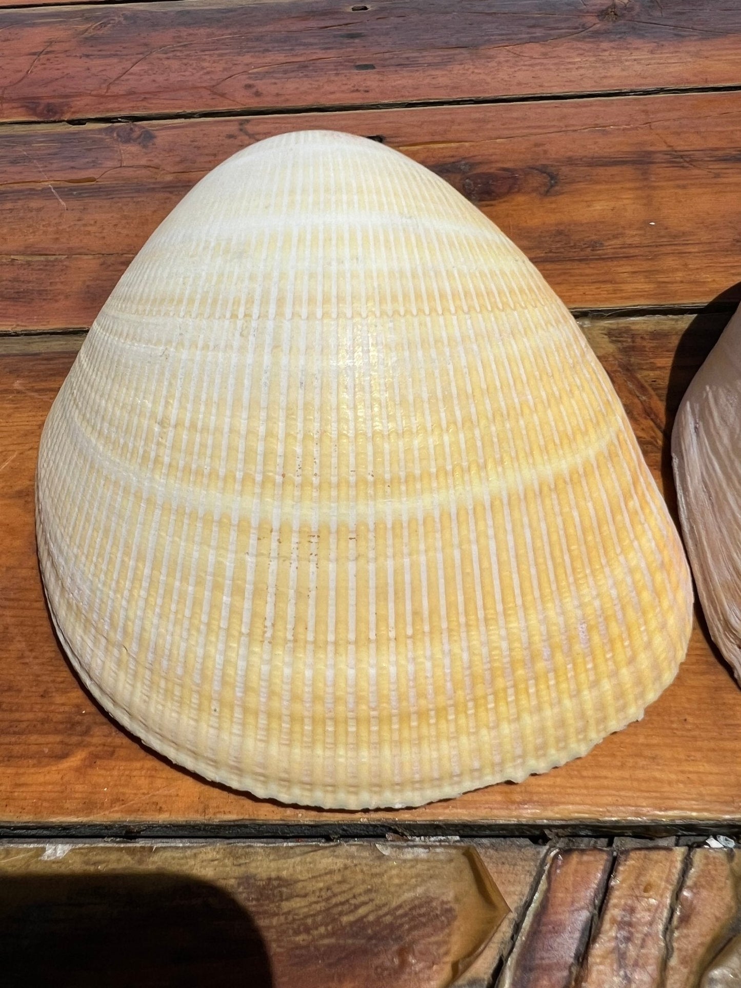 Giant Pacific Heart Egg Cockle Shell Pair 6" (Laevicardium elatum)