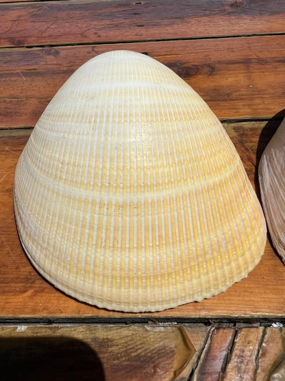 Giant Pacific Heart Egg Cockle Shell Pair 6" (Laevicardium elatum)