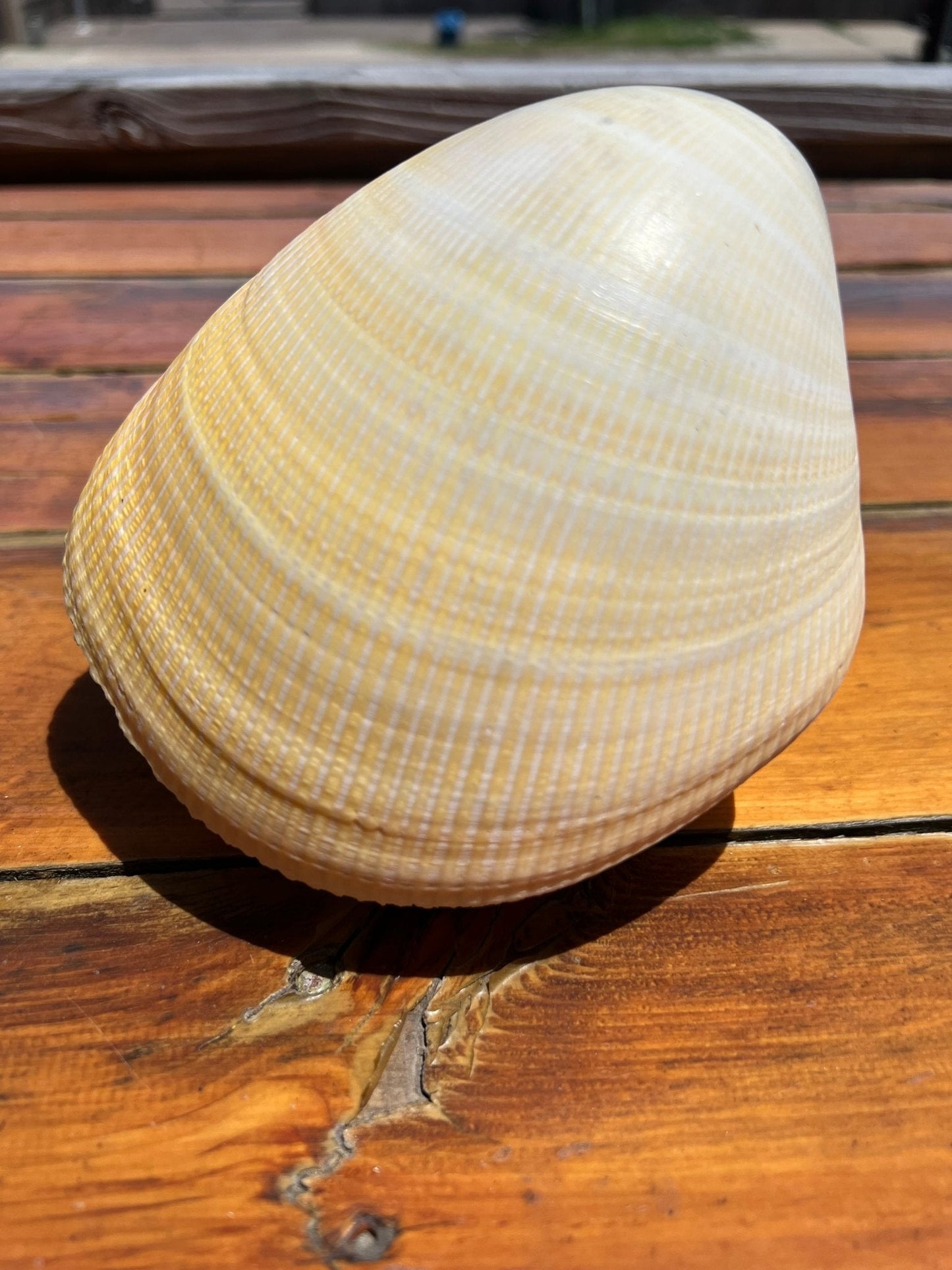 Giant Pacific Heart Egg Cockle Shell Pair 6" (Laevicardium elatum)
