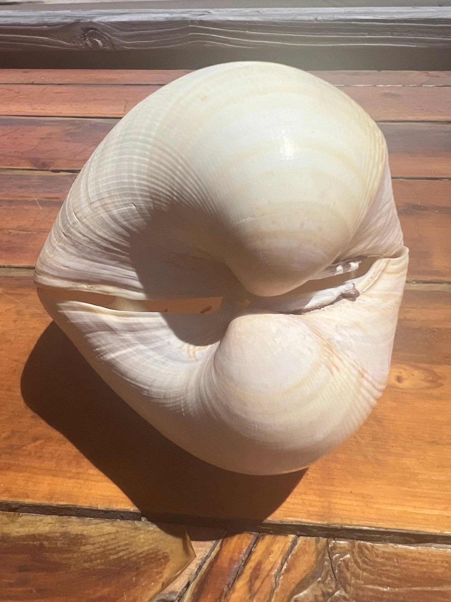 Giant Pacific Heart Egg Cockle Shell Pair 6" (Laevicardium elatum)