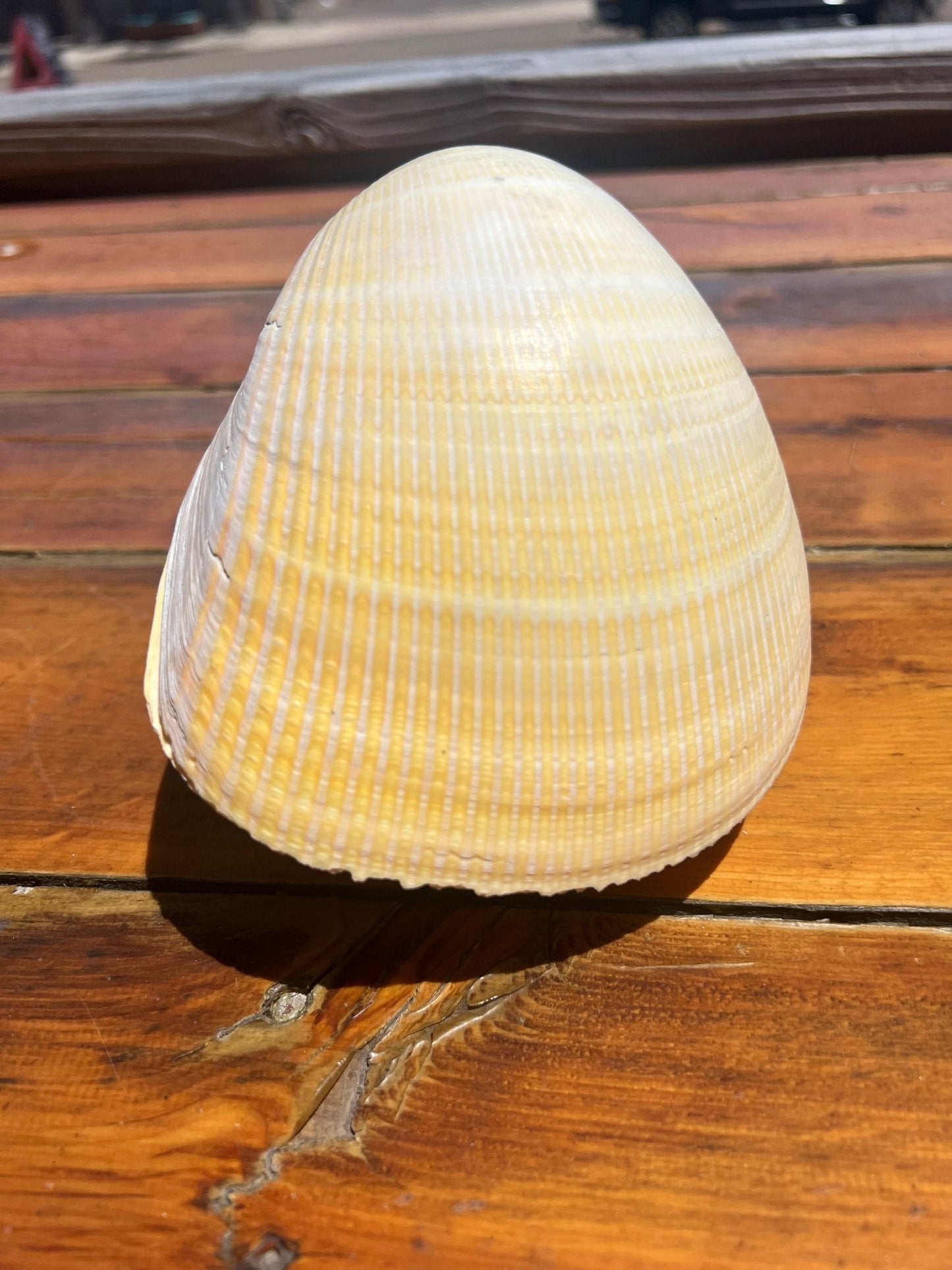 Giant Pacific Heart Egg Cockle Shell Pair 6" (Laevicardium elatum)
