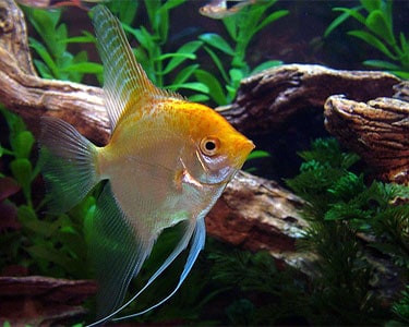 Gold Angelfish (Pterophyllum scalare) MEDIUM