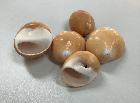 Golden Moon Snail Shell