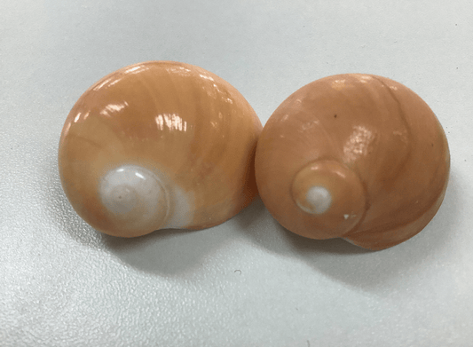 Golden Moon Snail Shell
