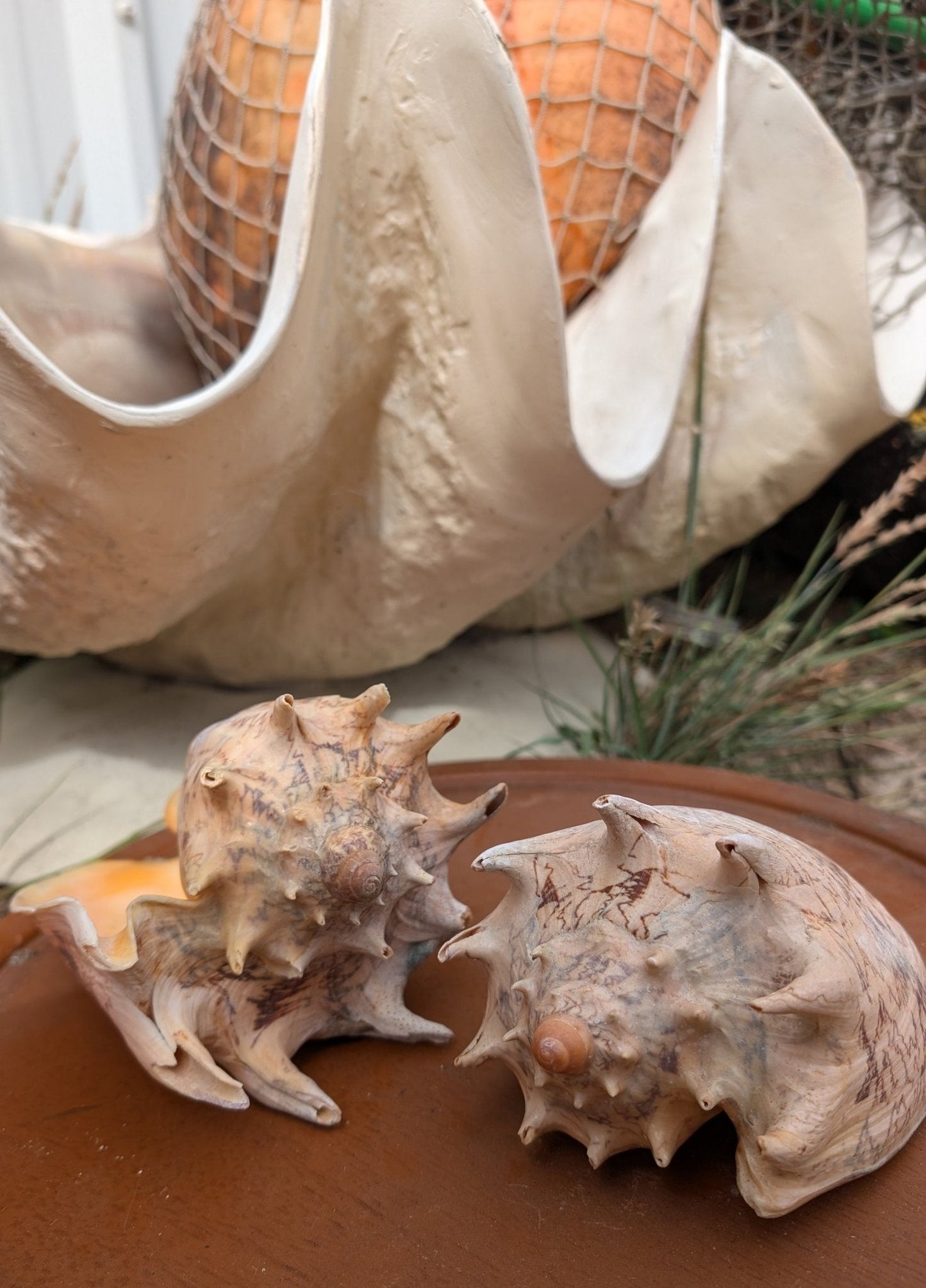 Imperial Volute Conch Shell Cymbiola imperialis