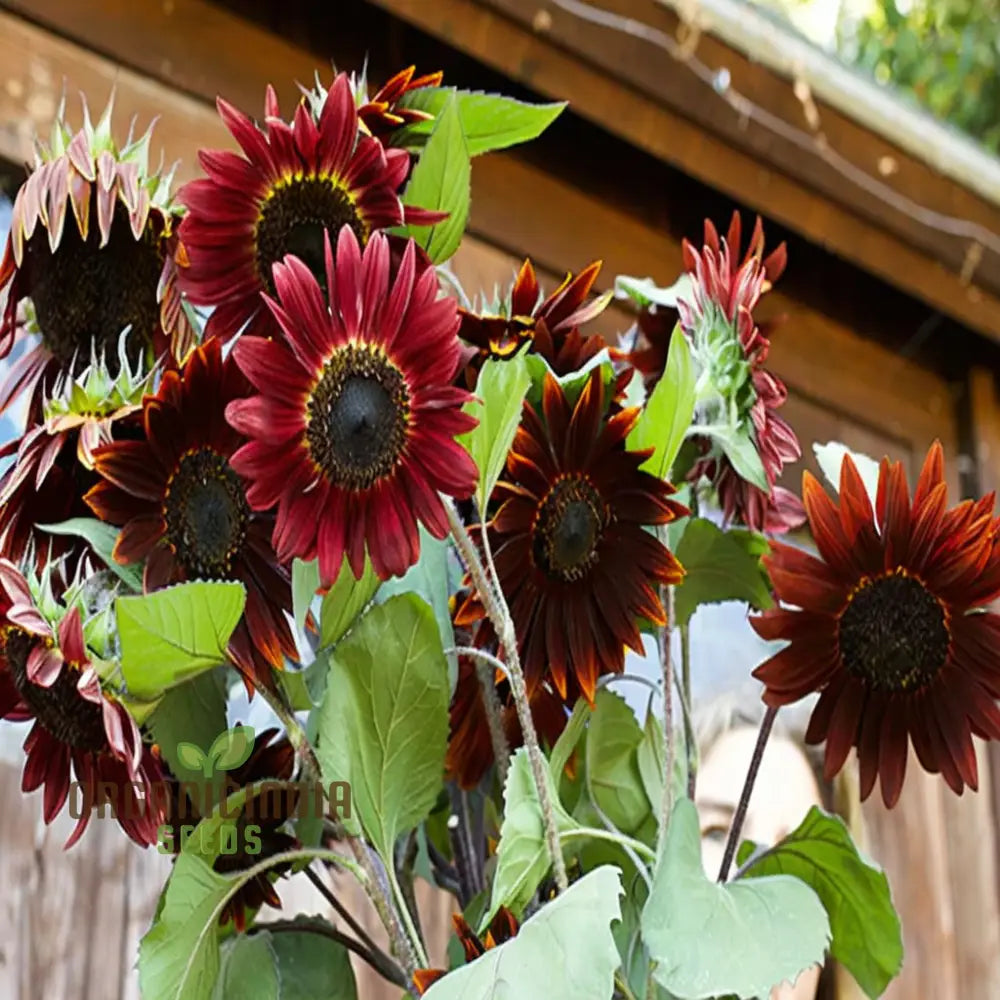 Grow a Unique Garden with Cherry Chocolate Sunflower Seeds: Vibrant Blooms and Deliciously Sweet, Nutty Harvest