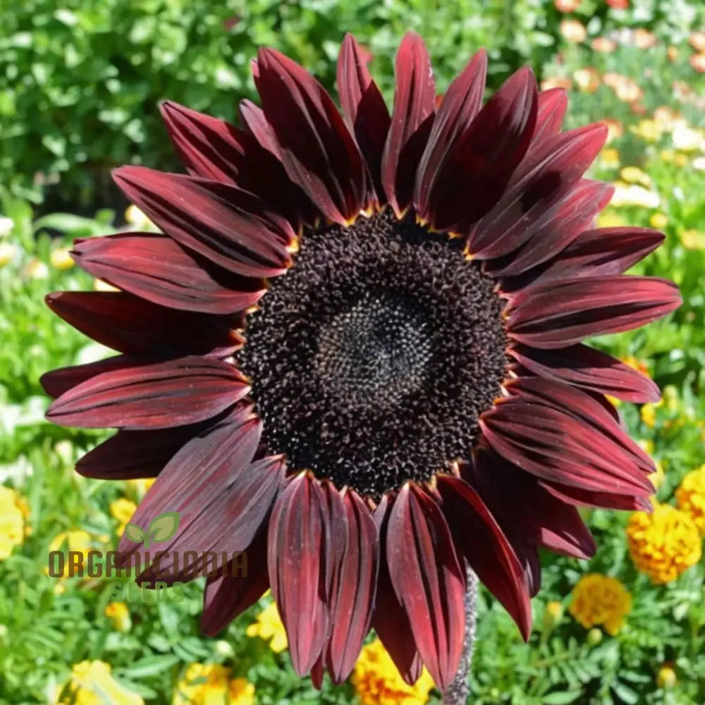 Grow a Unique Garden with Cherry Chocolate Sunflower Seeds: Vibrant Blooms and Deliciously Sweet, Nutty Harvest