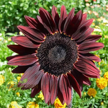 Grow a Unique Garden with Cherry Chocolate Sunflower Seeds: Vibrant Blooms and Deliciously Sweet, Nutty Harvest