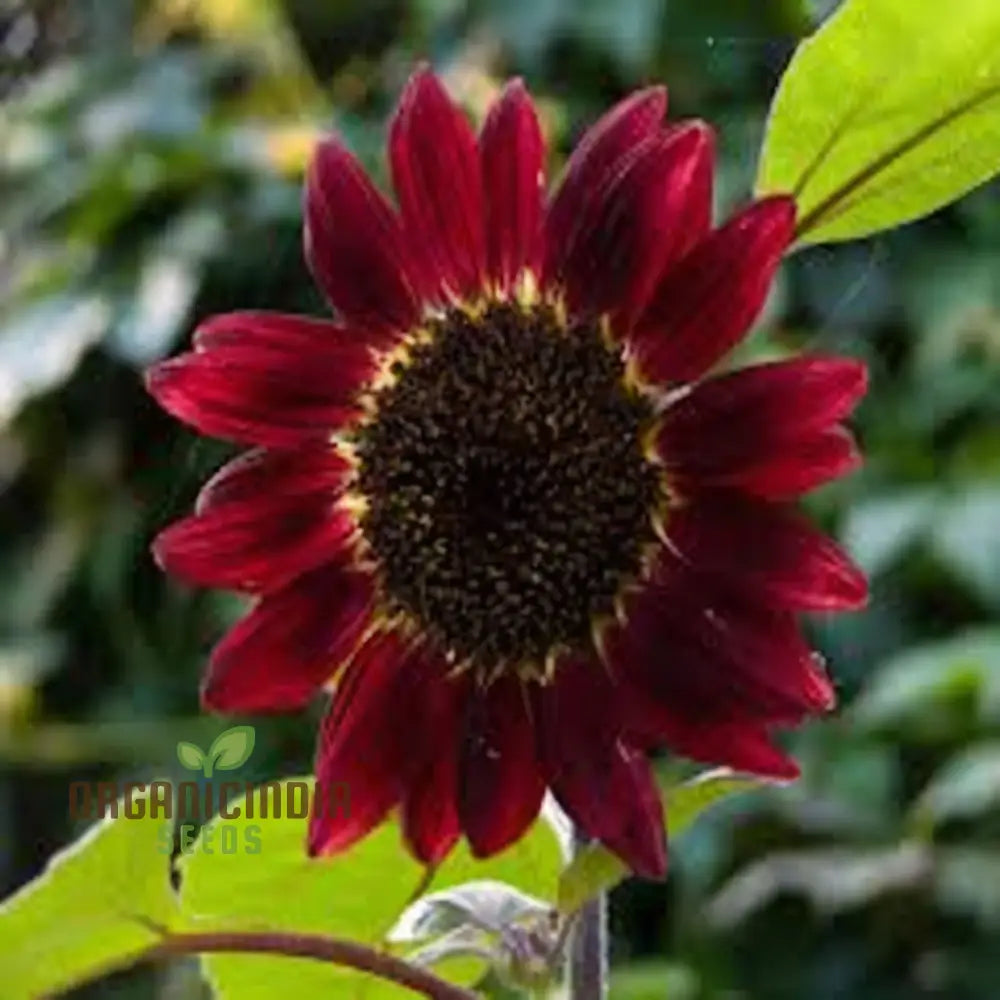 Grow a Unique Garden with Cherry Chocolate Sunflower Seeds: Vibrant Blooms and Deliciously Sweet, Nutty Harvest