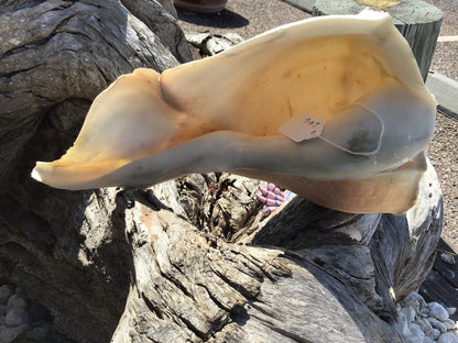 Growth Abnormality Lightning Whelk