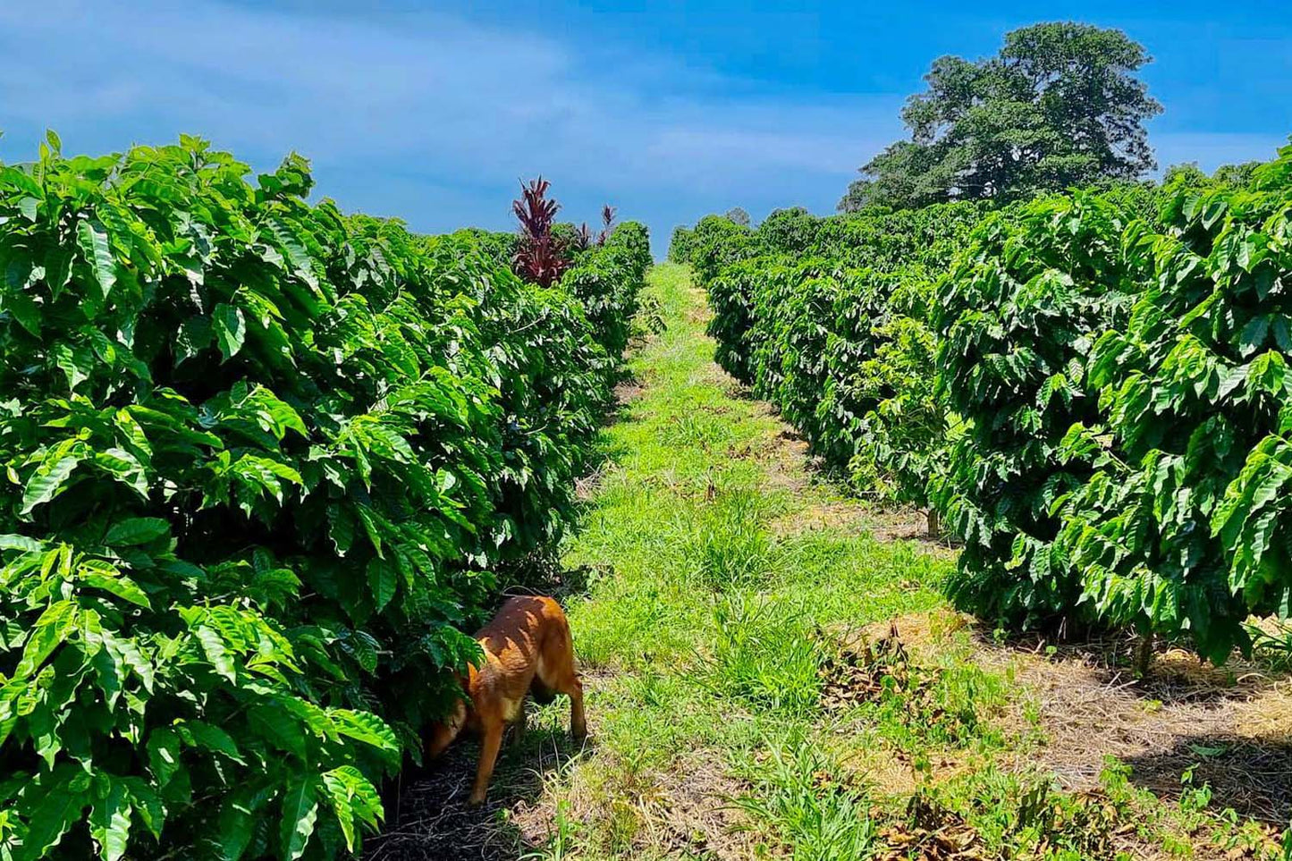 Guatemala- Finca Santo Tomas
