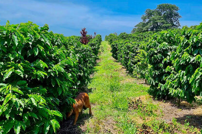 Guatemala- Finca Santo Tomas