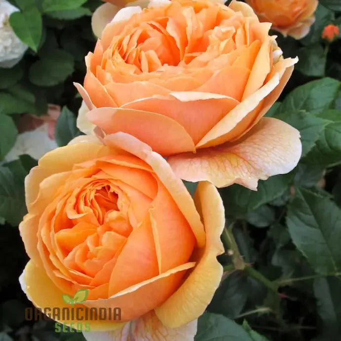 Gulab Rose (Lotus Orange) Flower Seeds for Planting, High Quality Seeds for Vibrant Blooms