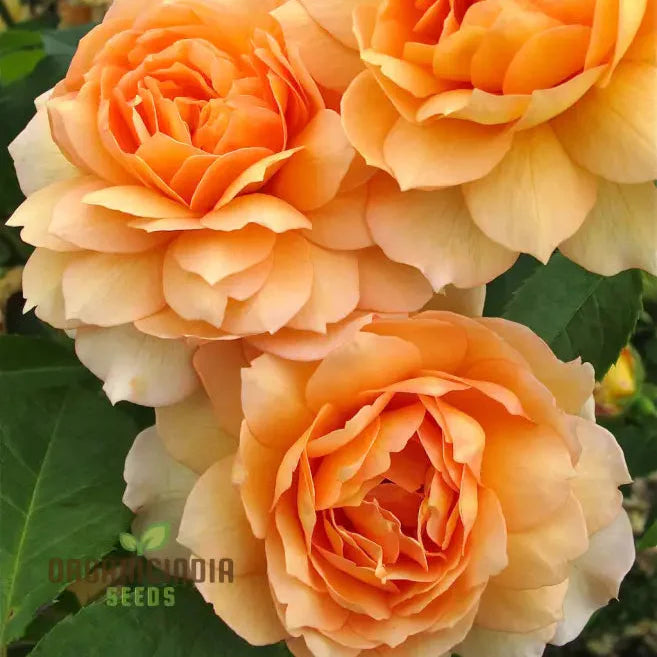 Gulab Rose (Lotus Orange) Flower Seeds for Planting, High Quality Seeds for Vibrant Blooms