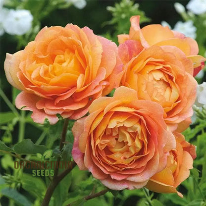 Gulab Rose (Lotus Orange) Flower Seeds for Planting, High Quality Seeds for Vibrant Blooms