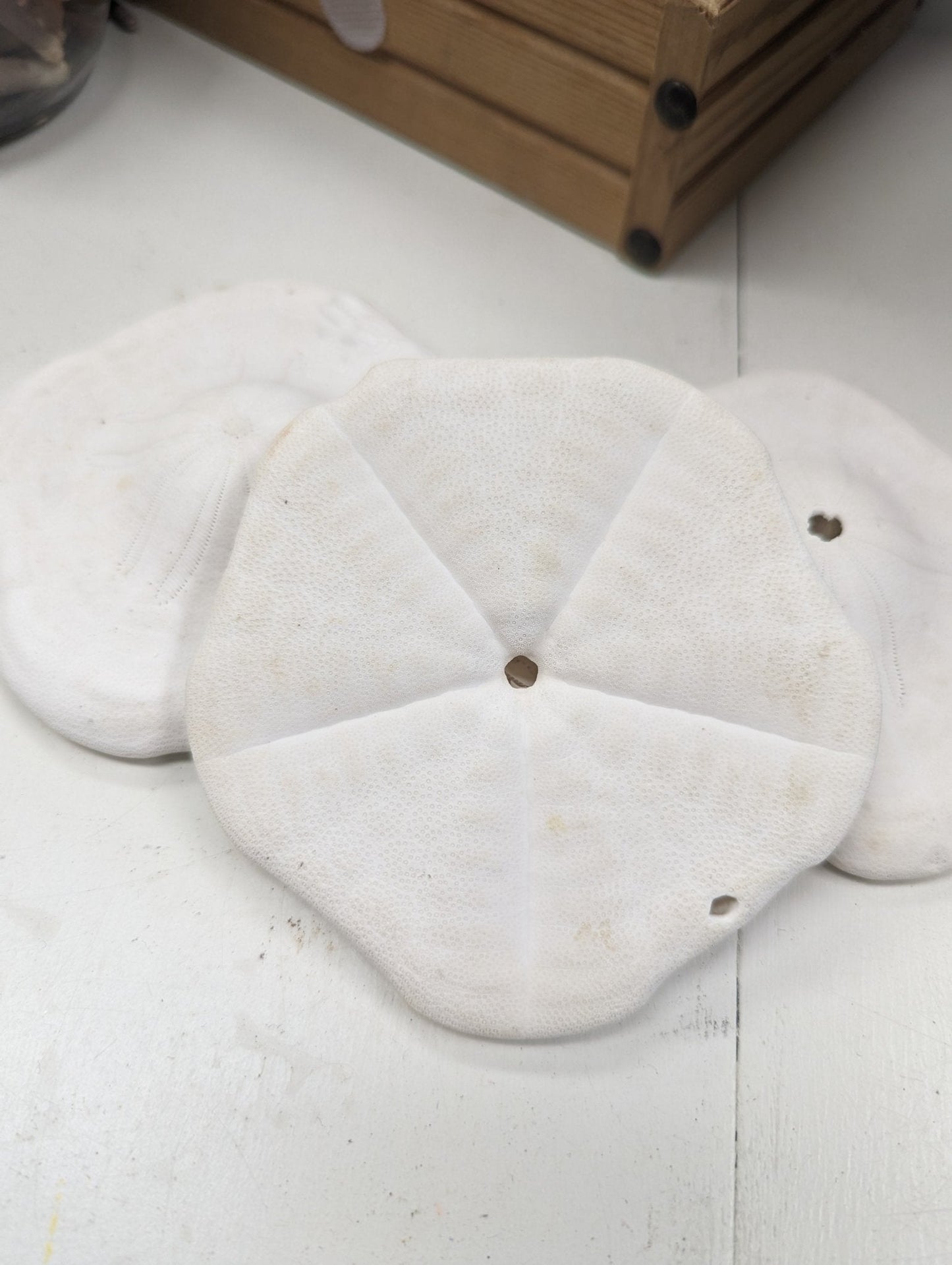 Gulf of Mexico Deep Water Sand Dollar