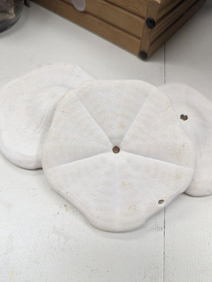 Gulf of Mexico Deep Water Sand Dollar