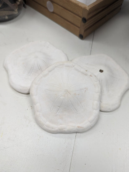 Gulf of Mexico Deep Water Sand Dollar