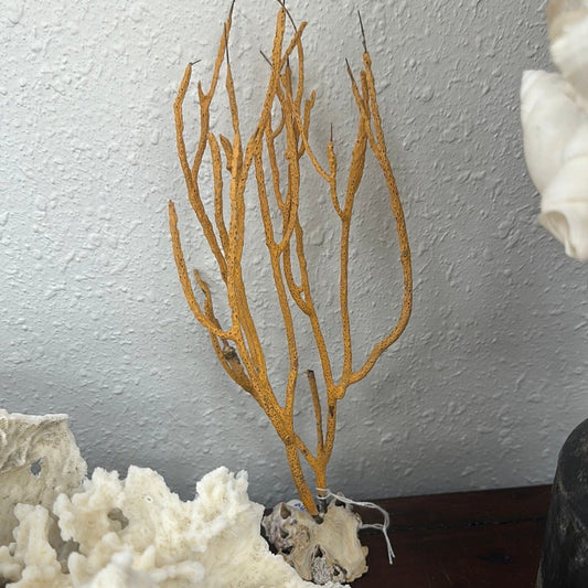 Vintage Gulf of Mexico Orange Sea Whip Coral